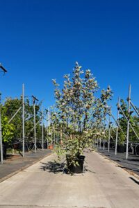 Cornus alba ‘Miracle’ met bont blad en opvallende rode takken voor tuin en landschap.