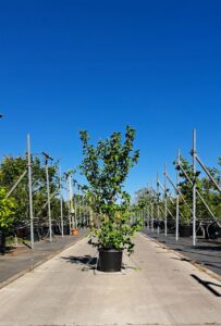 Cornus mas Gele kornoelje in C15-pot met frisgroen blad en vroege gele bloei.