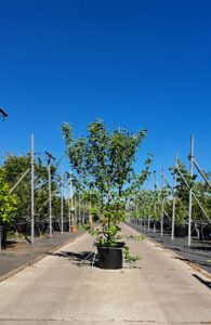 Cornus mas Gele kornoelje in C20-pot met frisgroen blad en vroege gele bloei.