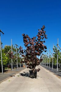 Corylus maxima ‘Purpurea’ met donkerpaars blad voor tuin en landschappelijke beplanting.