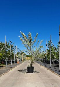 Hippophae rhamnoides Duindoorn met grijsgroen blad en opvallende oranje bessen.