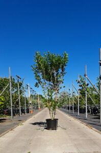 Ligustrum ovalifolium Liguster met groen blad als haagplant voor tuin en erfafscheiding.