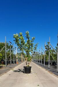 Sambucus nigra Gewone vlier met witte bloesem en groen blad voor tuin en landschap.