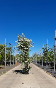 Spiraea × vanhouttei Bruidsbloemspirea met overhangende takken en witte bloei.