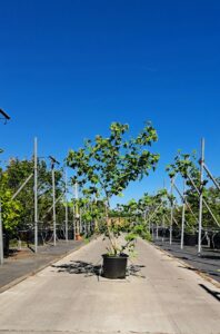 Viburnum opulus Gelderse roos met witte bloei en rode bessen voor tuin en landschap.