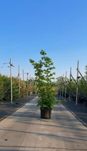Corylus avellana Hazelaar met groen blad en natuurlijke uitstraling voor tuin en landschap.